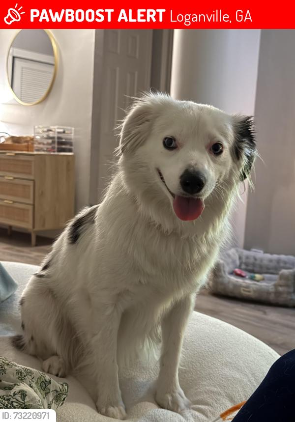 Lost Female Dog last seen 100Alexander Crossing Dr, Loganville, GA 30052