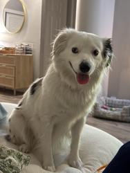 Lost Female Dog last seen 100Alexander Crossing Dr, Loganville, GA 30052