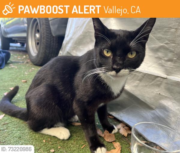 Found/Stray Unknown Cat last seen Near Lincoln road west, Vallejo, CA 94590
