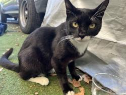Found/Stray Unknown Cat last seen Near Lincoln road west, Vallejo, CA 94590