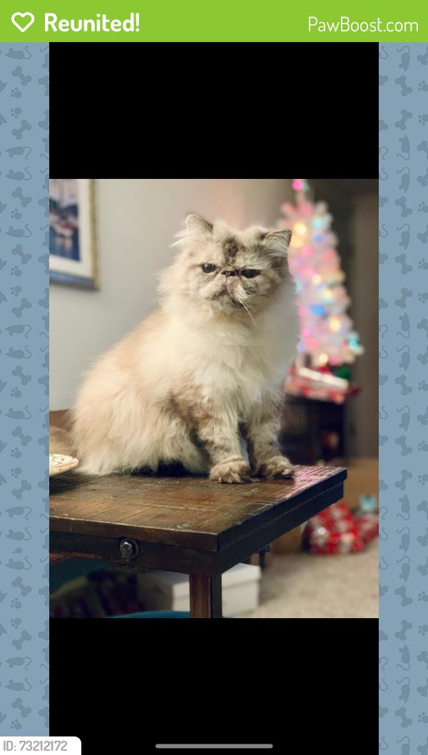 Reunited Male Cat last seen Forestwood Dr and w 44th st, Parma, OH 44134