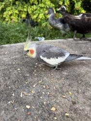 Found/Stray Unknown Bird last seen Paramount Bay, 2020 N Bayshore Dr, Miami 33137, Miami, FL 33137
