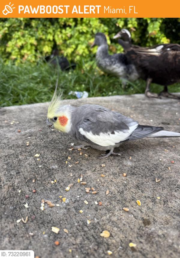Found/Stray Unknown Bird last seen Paramount Bay, 2020 N Bayshore Dr, Miami 33137, Miami, FL 33137