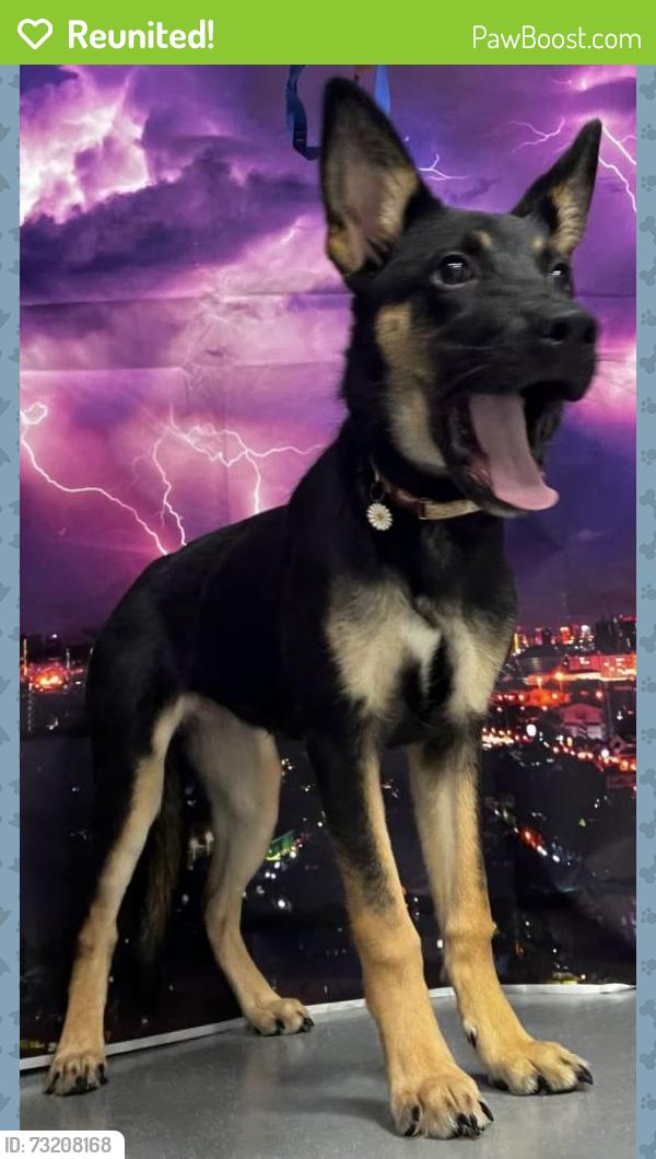 Reunited Female Dog last seen Located at Rockdale County Animal Service, 1506 Rockbridge Road, Conyers, GA 30012, Conyers, GA 30012