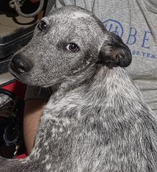 Lost Male Dog last seen Roberts lane, Bakersfield, CA 93308