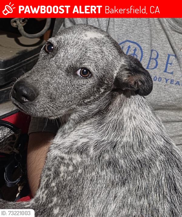 Lost Male Dog last seen Roberts lane, Bakersfield, CA 93308