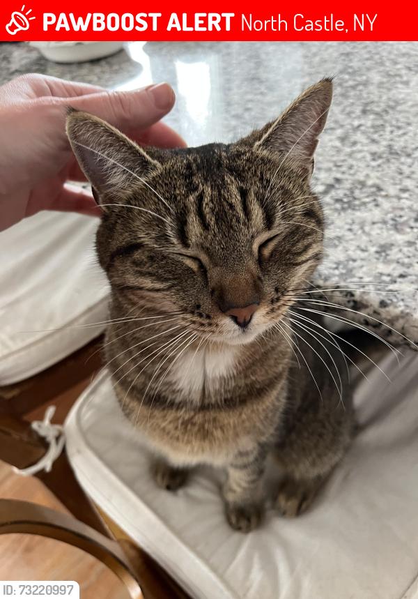 Lost Female Cat last seen Mill Lane, North Castle, NY 10504