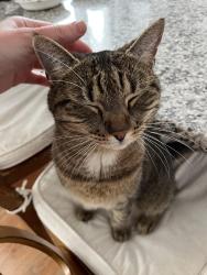 Lost Female Cat last seen Mill Lane, North Castle, NY 10504