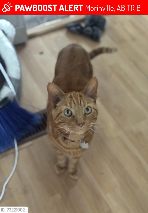 Lost Male Cat last seen Baseball diamonds, Morinville, AB T8R 1B1