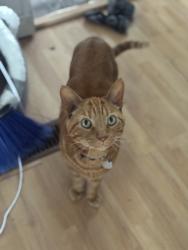 Lost Male Cat last seen Baseball diamonds, Morinville, AB T8R 1B1