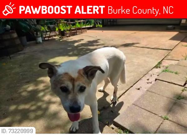 Lost Female Dog last seen Nobby Lail Rd, Connelly Springs, NC 28612, Burke County, NC 28612