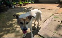 Lost Female Dog last seen Nobby Lail Rd, Connelly Springs, NC 28612, Burke County, NC 28612