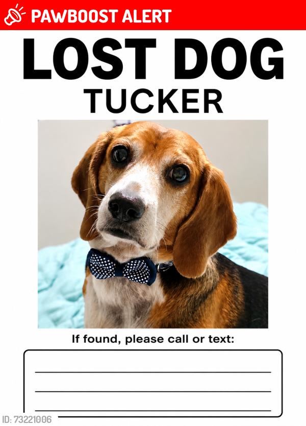 Lost Male Dog last seen Hullstreet, courthouse rd, Chesterfield County, VA 23112