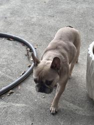 Reunited Female Dog last seen Rabert St, Longwood, FL 32750