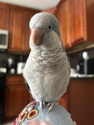 Reunited Male Bird last seen van nostrand and west side, Jersey City, NJ 07305
