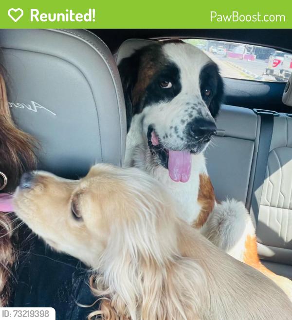 Reunited Female Dog last seen south pharr tx, Pharr, TX 78577