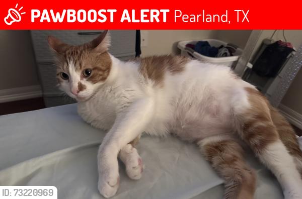 Lost Male Cat last seen Linda dr, Campbell rd, Pearland, TX 77584