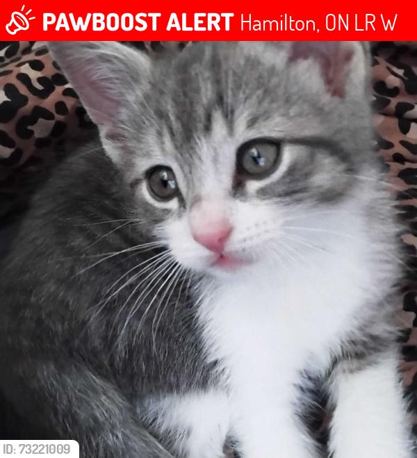 Lost Male Cat last seen Freedom crest, Hamilton, ON L0R 1W0
