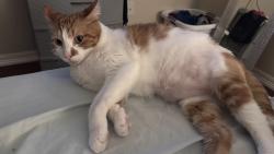 Lost Male Cat last seen Linda dr, Campbell rd, Pearland, TX 77584
