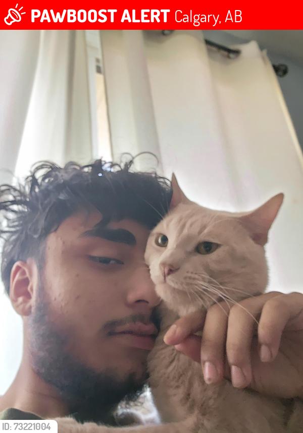 Lost Male Cat last seen Falconridge, Calgary, AB 