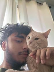 Lost Male Cat last seen Falconridge, Calgary, AB 