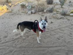 Found/Stray Male Dog last seen Reche Rd and Bellfield Rd, San Bernardino County, CA 92277