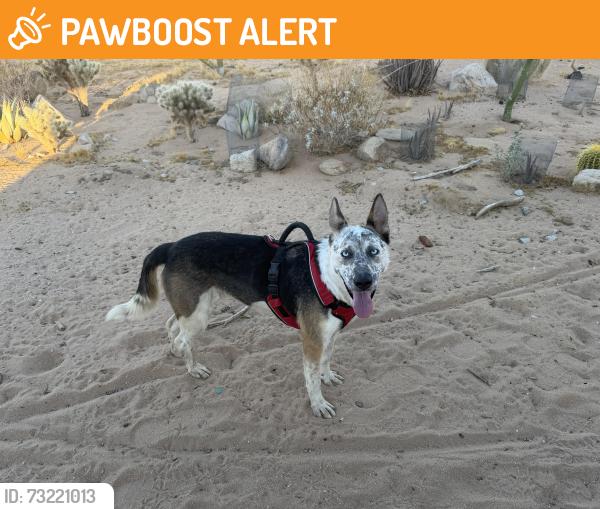 Found/Stray Male Dog last seen Reche Rd and Bellfield Rd, San Bernardino County, CA 92277