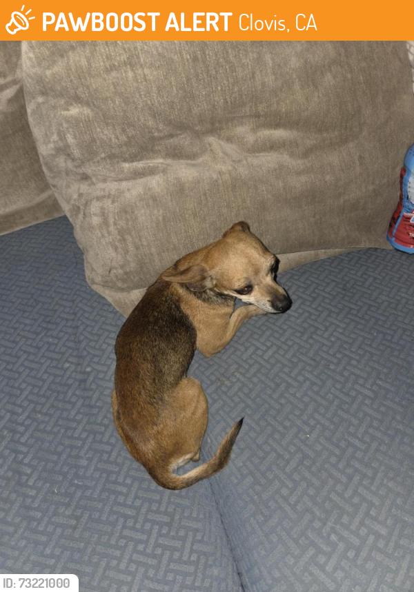 Found/Stray Female Dog last seen Gettysburg & villa, Clovis, CA 93612