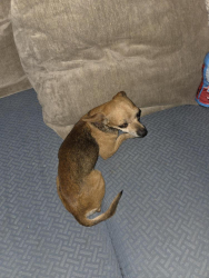 Found/Stray Female Dog last seen Gettysburg & villa, Clovis, CA 93612