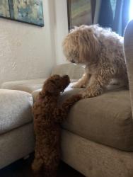 Lost Female Dog last seen Mississippi, Sauget, IL 62206