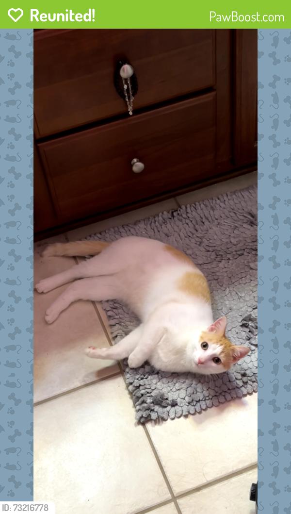 Reunited Male Cat last seen Near Yellow Daisy Drive, Stallings, NC 28104