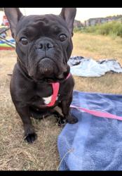 Lost Female Dog last seen autozone, mirandas bakery, legion park, Woodburn, OR 97071