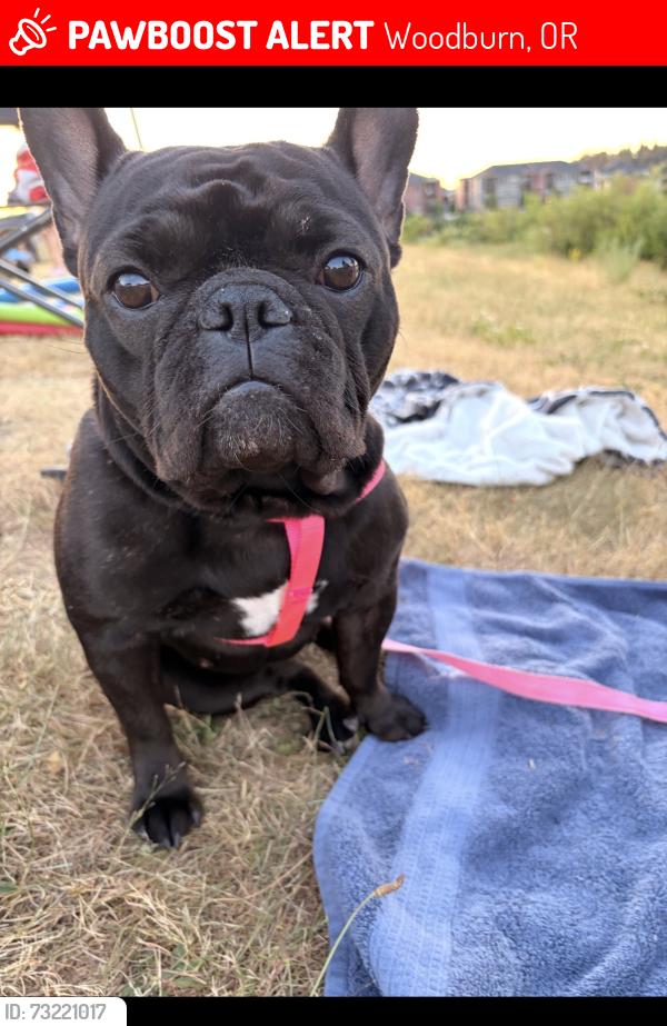Lost Female Dog last seen autozone, mirandas bakery, legion park, Woodburn, OR 97071