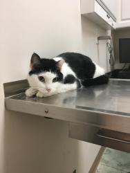 Lost Male Cat last seen Curlew and Belcher - Highland Woods, Dunedin, FL 34698