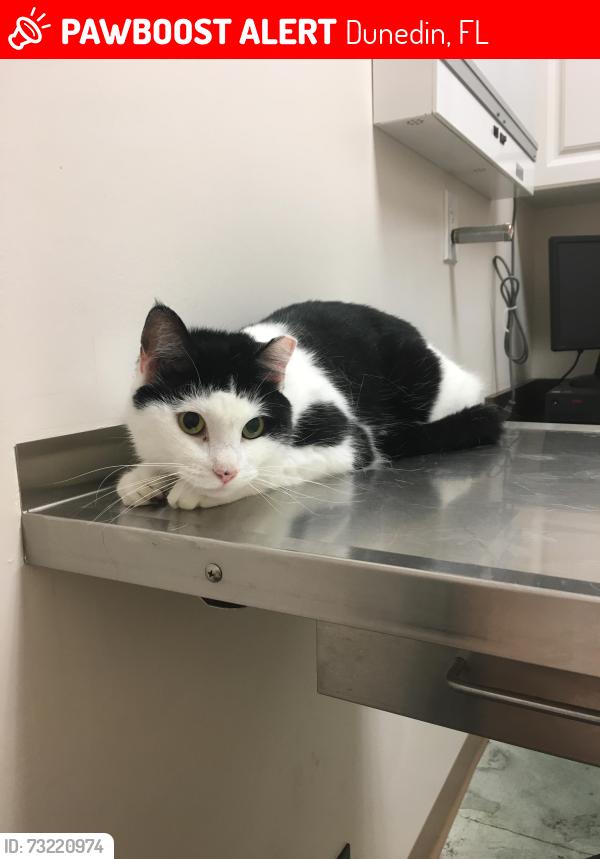 Lost Male Cat last seen Curlew and Belcher - Highland Woods, Dunedin, FL 34698