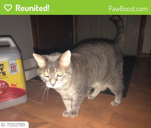Reunited Female Cat last seen S. Fundy Circle and Flanders, Aurora, CO 80013
