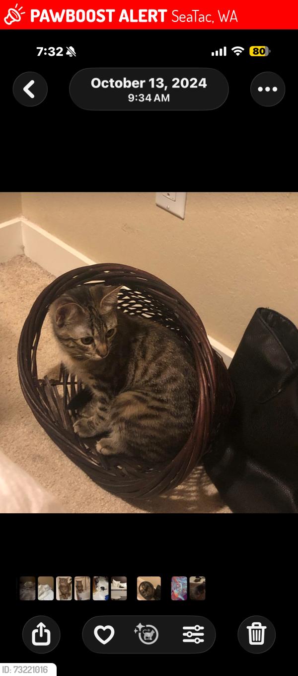 Lost Female Cat last seen International 99, SeaTac, WA 98188