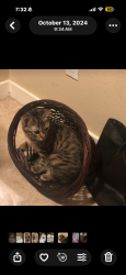 Lost Female Cat last seen International 99, SeaTac, WA 98188