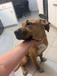 Reunited Female Dog last seen Cassam rd, Durham County, NC 27503