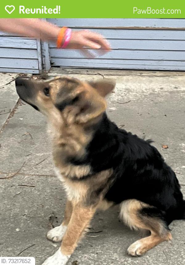 Reunited Male Dog last seen Jefferson & Bradford, Pomona, CA 91767