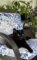 Lost Male Cat last seen Barber and LakeView, Sebastian, FL 32958