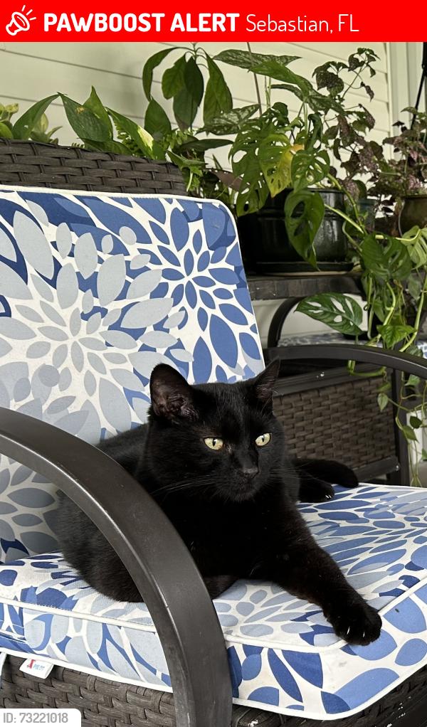 Lost Male Cat last seen Barber and LakeView, Sebastian, FL 32958
