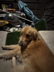 Lost Male Dog last seen E 114th ave, Brighton, CO 80640