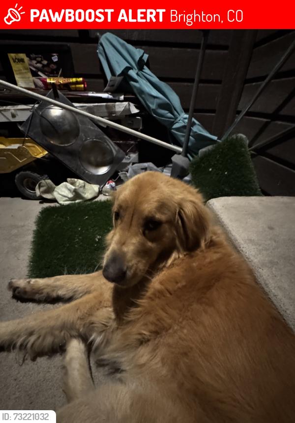 Lost Male Dog last seen E 114th ave, Brighton, CO 80640