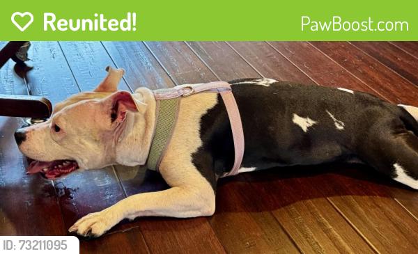 Reunited Female Dog last seen Mellon St at Bryant St., Pittsburgh, PA 15206