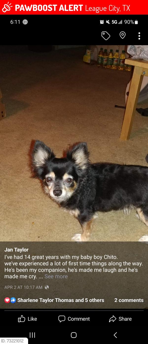 Lost Male Dog last seen Harvey Ln. Williamsburg Ct. S., League City, TX 77573
