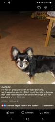 Lost Male Dog last seen Harvey Ln. Williamsburg Ct. S., League City, TX 77573