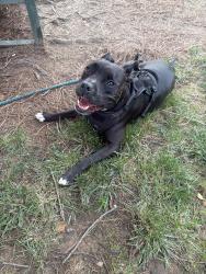 Found/Stray Female Dog last seen 12th street and N Brevars, Charlotte, NC 28206