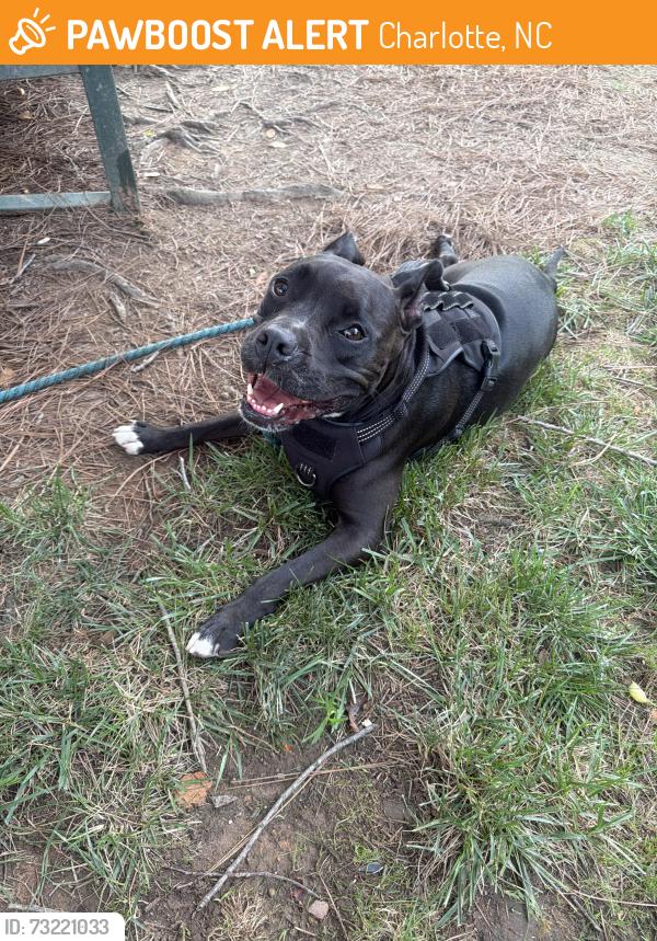 Found/Stray Female Dog last seen 12th street and N Brevars, Charlotte, NC 28206