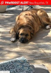 Lost Male Dog last seen New Braunfels, TX 78132, near Lewis Ranch Road., Comal County, TX 78132